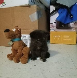 Meet your Posher, Penny